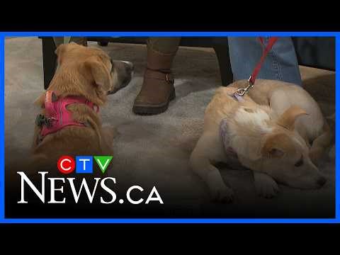 Animal rescue shares tips to prevent unplanned litters during 'kitten season'