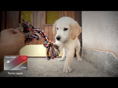 Dog Toy: The Active Cash® Credit Card