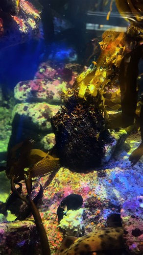 Monterey Bay aquarium 🌊. #aquarium #peace #nature #fyp #views