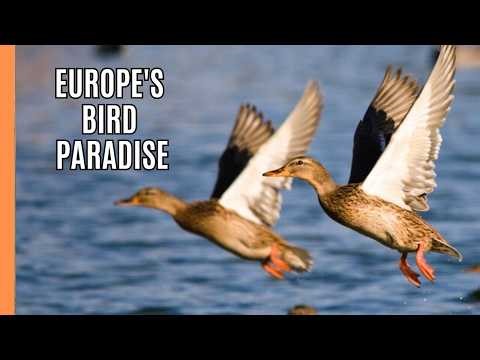 Europe's Greatest Bird Paradise | Spain | Full Documentary
