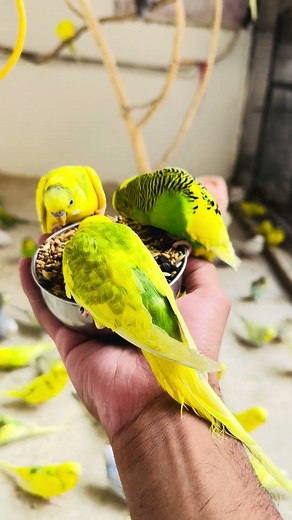 Hand Tamed Budgies 😍 #Budgies#BudgieLove#HandTamed#PetBirds#BudgieShorts#YouTubeShorts#Viral