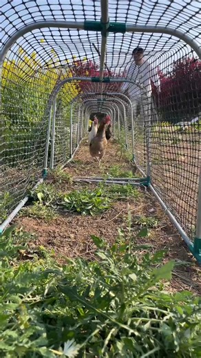 Mobile Chicken Tunnel: Smart Pasture-Raising System #Chicken Tractor#chickencare #pets