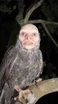 Top 3 Most Dangerous Birds in the World!🙄🦅#birds #facts #newpost #shorts #nuralomOfficial