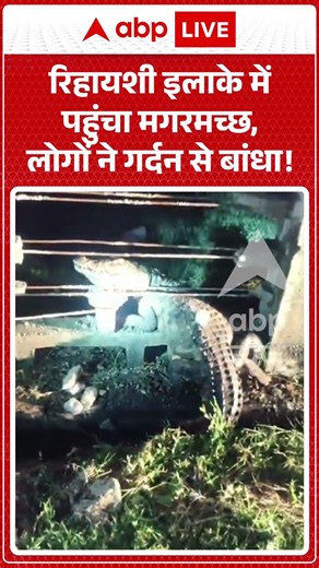 Viral News : रिहायशी इलाके में पहुंचा मगरमच्छ, लोगों ने गर्दन से बांधा! | #mumbai #viral #rain