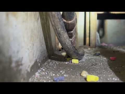 Mouse Running Across Compactor Room