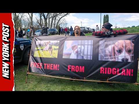 Animal Rights Activists Rescue 1,500 Beagles From Wisconsin Lab Raid