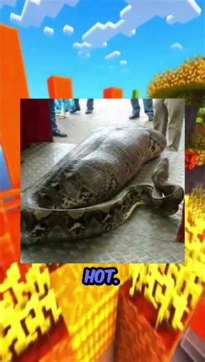 🐍 When Nature Strikes: The Giant Python #wildlife #nature #python #snakes #snake #indonesia #facts