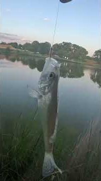 Crappie fishing in a pond