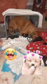 5 Reasons NOT to breed Dogs‼️#doglife #risk #newbornpuppies #bulldog #notfortheweak