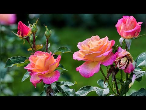 Mesmerizing Flowers Garden | Healing Nature Soundscape Nature’s Most Elegant Blooms “Romantic Roses