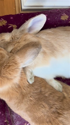 Nacho & Nugget 🥕 Mini Lop Bunnies on Instagram: "The ✨ perfect ✨ post flop arm rest 🥰 Another cute nap time for Nacho and Nugget 🫶🏼 🥕 #bunny #pet #cutepet #rabbit #cuteanimals"