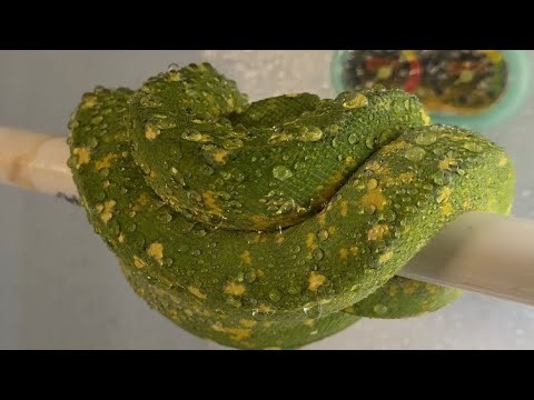 Update number 3 on Celine, my Green Tree Python!