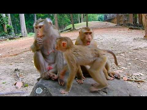 After Pongo & Levy left, how is Libby's monkey family doing today - check it out?