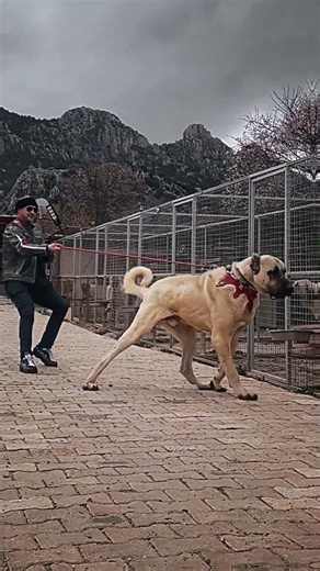 😱 Top Biggest Dogs in the World – Part 2 (INSANE) #dog