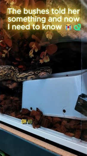 The Bushes Told Her Something And Now I Need To Know 😭🐍