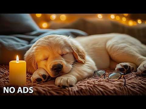 12 Hours Puppy Sleep Music 🎵 Relaxing Music For Dogs - Calm Dog Music 💖 No Ads