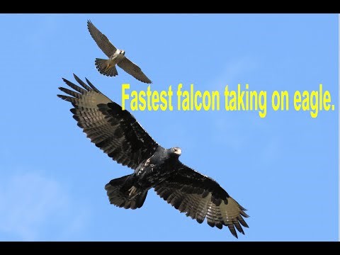 Peregrine Falcon & Verreauxs’ Eagle aerial battle