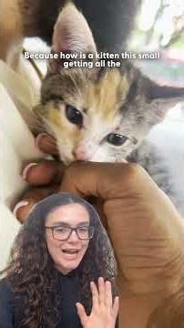 Can You Spot Which Animal Video Is AI? | The Dodo