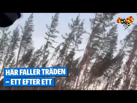Stormen Johannes: Här faller ”halva” skogen
