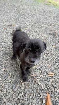 His muscle was completely eaten away by the maggots, but it will grow back.