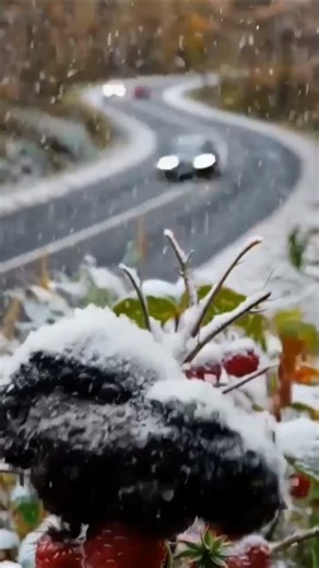 The Life Cycle of Wild Raspberries: Seed to Fruit Time-Lapse 🍇✨
