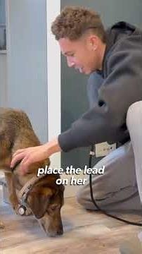 Golden Retriever Meets Terrified Rescue for the First Time