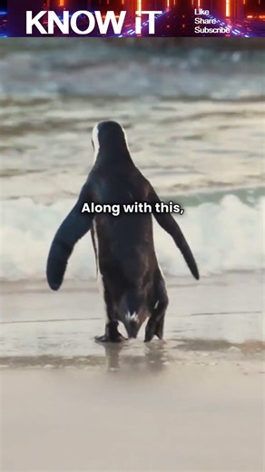 What helps Penguins live in extremely Cold Environments? 🐧❄️