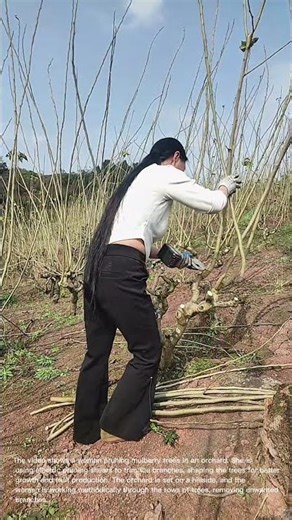 Pruning Mulberry Trees: Woman Trims Branches in Orchard