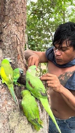 Many beautiful parrots