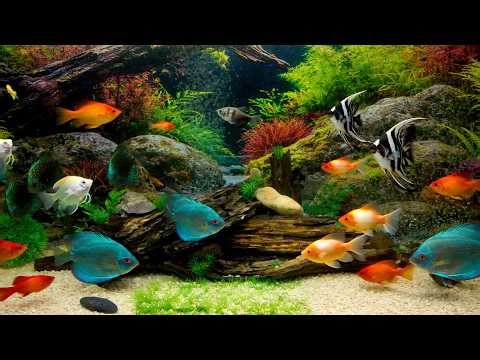 Relaxing Aquarium Live 🐠 Real Home Fish Tank 4K | Calm Water Sounds, White Noise