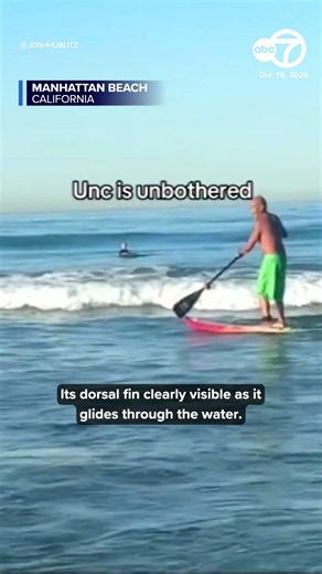 Surfer spots shark swimming off Manhattan Beach
