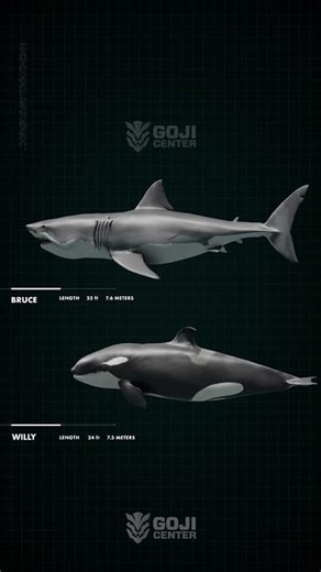 Jaws vs Orca Size comparison (Willy vs Bruce)