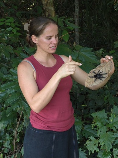 How to Safely Catch and Release a Tarantula in Your House