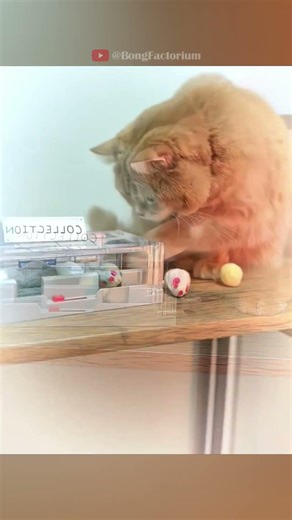 The kindest cat you’ll see today #animals #Funny #funnyanimals #love #cute #pets #cat