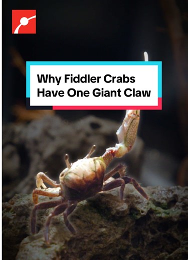 What’s the purpose of the Atlantic Sand Fiddler Crab’s giant claw? Museum Keeper Jason explains that for male fiddler crabs, the oversized claw works as a weapon, a warning, and a signal to attract a mate. If he loses it, he can grow a new one after several molts. It’s usually weaker, but since showing off matters more than strength, he manages just fine. #Science #ScienceFacts #PopularScience #WeirdFacts #MarineBiology