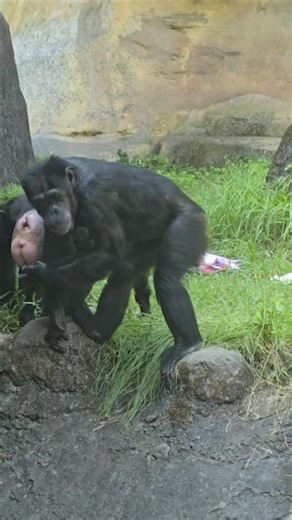 Chimpanzee/Pan troglodytes/Taipei Zoo