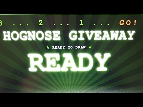 Hognose Giveaway Live Stream!