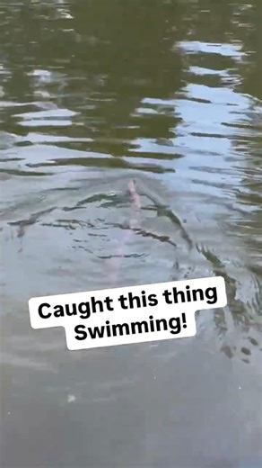 We CAUGHT this CREATURE SWIMMING UP the DRAIN PIPES! #Shorts