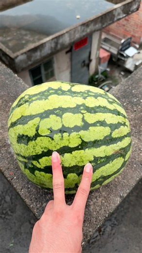 Experiment: Will a watermelon explode if it rolls off a tall building? 🍉💥#shorts