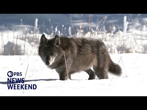 Scientists work to decode wolf howls in Yellowstone with AI technology