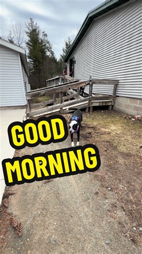 Morning Dog Walk and Dog Bus Adventures