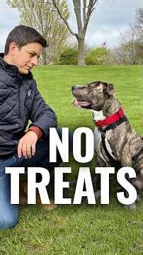 Training Your Dog to Listen Without Treats