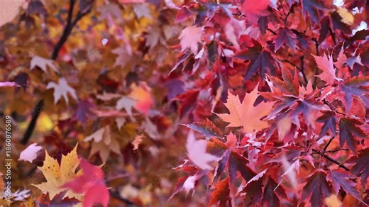 Vibrant autumn maple leaves display a stunning array of colors from deep reds and rich pinks to warm yellows and oranges creating a breathtaking natural backdrop that captures the essence of the fall.