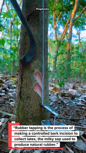 How Rubber Trees Are Tapped: The Latex Harvesting Process #Rubber #Farming #Shorts | Latex Process!