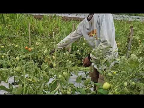 INCREDIBLE TOMATO PICKING PROCESS – CLEAN, FRESH & SATISFYING HARVEST!-agriculture farming