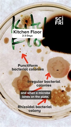 Want to learn more about microbes? Try this!