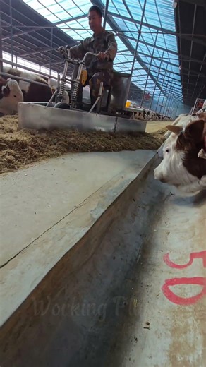 SMART Farming: How to Push Feed Like a PRO 🐄