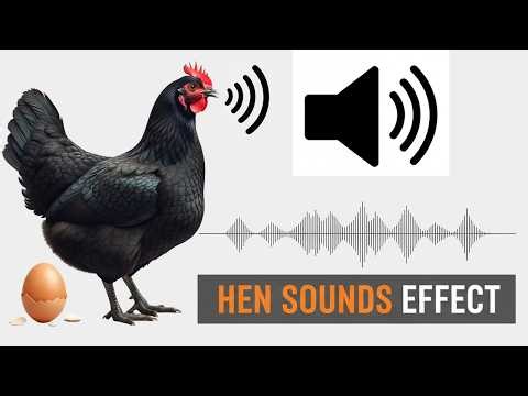 Hen Clucking Loudly Before Laying an Egg