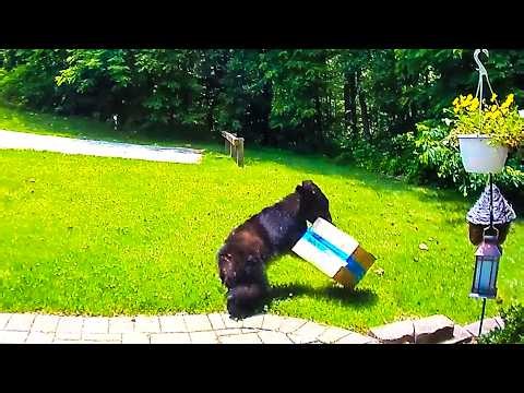 Animals Do the MOST Unexpected Things 🤣 | Caught In 4k