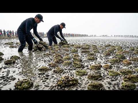 How Australia Made Ants Kill Billions of Invasive Poisonous Animals